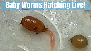 Baby Worms Hatching Live  Red Wiggler Babies [upl. by Pestana]