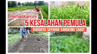 KESALAHAN PEMULA DALAM MENANAM DAN MERAWAT TANAMAN SAYURAN KANGKUNG [upl. by Lerraj206]