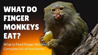 What Do Finger Monkeys Eat  What to Feed Finger Monkeys  Finger Monkey Diet in Wild amp Captivity [upl. by Youngran]