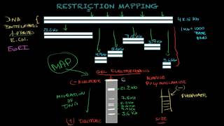 Restriction mapping  Biology tutorial [upl. by Dolphin]