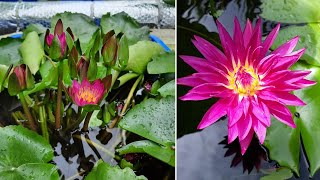 Planting water lilies in pots at home [upl. by Hollingsworth917]