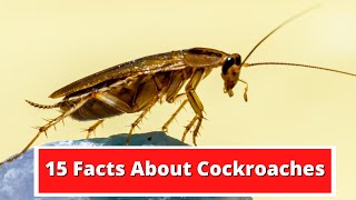 15 Facts About Cockroaches [upl. by Jaclyn]