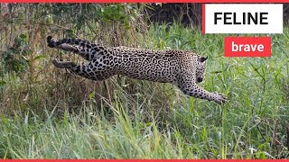 The incredible moment a jaguar and a caiman battle  SWNS TV [upl. by Sima]