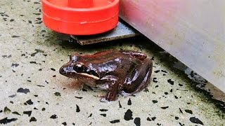 Striped Marsh Frog  Australian Native Frog  Short Documentary [upl. by Morlee]