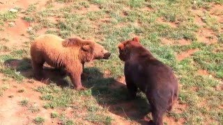 Bears fighting at Cabárceno Parque Natural Cantabria Spain [upl. by Laurent]