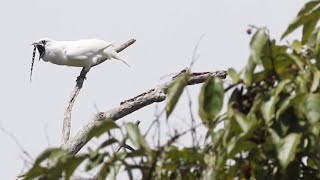 Snippet Watch the world’s loudest bird scream for a mate [upl. by Akit]