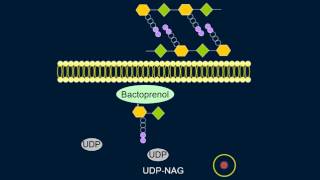 Cell Wall Synthesis [upl. by Mathre430]