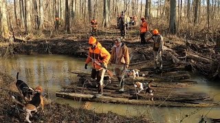 Rabbit Hunting on The Island 🏝 with Maclin and Brewer Kennels [upl. by Zink]