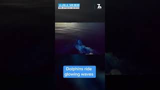 WATCH Dolphins riding glowing waves caught by Scripps video photographer  NBC7 San Diego sandiego [upl. by Meer]