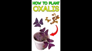 HOW TO 🌿GROW 🌿OXALIS TRIANGULARIES🌸 [upl. by Lello]