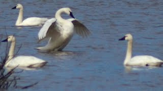 Tundra swan honk  call  sounds as flapping wings [upl. by Eiggam]