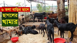 বাড়ির ছাদে ছাগলের খামার করে সফলতা  Sagoler khamar  Goat farming in bangladesh [upl. by Heyman99]