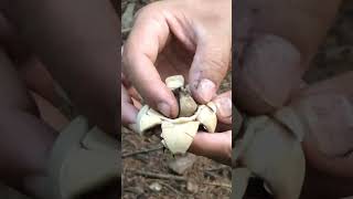 Collared earthstar mushroom [upl. by Burrton]