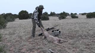 Coyote Hunting Central New Mexico Early December [upl. by Eelamme834]