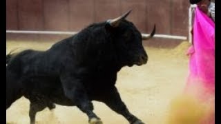 España La matanza de toros está paralizada desde que comenzó la pandemia [upl. by Okiam]