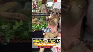 🇺🇸Adorable Kinkajous As Pet원숭이와 같은 몸희귀동물 킨카주 키우기남미 열대우림동물cuteanimal [upl. by Leafar440]