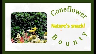 Coneflower Bounty Nature’s snack nature flowers birds youtube backyardbirding southcarolina [upl. by Birchard]