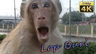 Monkeys in Lop Buri  Thailand 4K Travel Channel [upl. by Rickard]