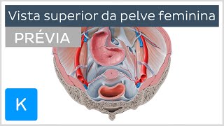 Pelve feminina  Anatomia Humana  Kenhub [upl. by Werby]