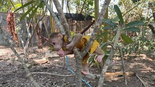 Chichi Monkey Is Always Cling On Tree All Position Like Real Expert [upl. by Kant]