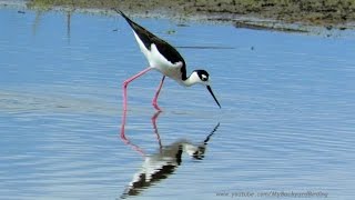 Black Necked Stilt Feeding and Calling [upl. by Jenette]