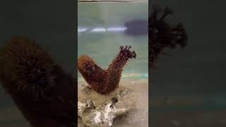 Spawning behavior  Holothuria cinerascens in Aquarium [upl. by Nivlak]