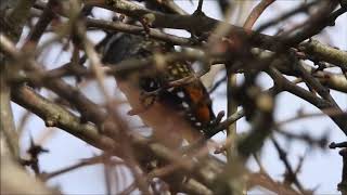 Spotted Pardalote call [upl. by Imre110]