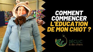 3 exercices pour bien commencer léducation dun chiot [upl. by Ecirtra]