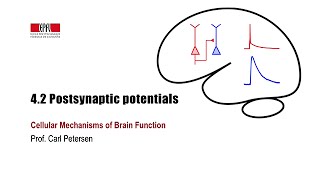 42 Postsynaptic potentials [upl. by Byron708]