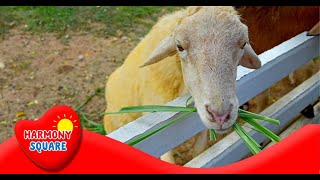 What are Ruminants  More Science on the Learning Videos Channel [upl. by Tarfe724]