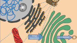 Lysosomal Storage Diseases Cell Introduction [upl. by Almallah]