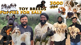 ரூ 3000 முதல் Largest Dog Kennel  Toy Breed Dogs  Yazhli Kennel Coimbatore  Puppies for sale [upl. by Hein174]