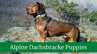 How to Take Care of Alpine Dachsbrackes  Alpine Dachsbracke Training  Alpine Dachsbracke Puppies [upl. by Misaq]