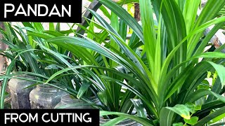 Growing PANDAN from Cutting  How to Propagate PANDAN in Water [upl. by Lanita]