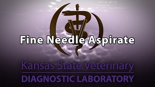 Fine Needle Aspirate [upl. by Foss]