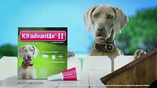 K9 Advantix® II Flea and Tick Control Treatment for Dogs  DrsFosterSmithcom [upl. by Kaitlin767]