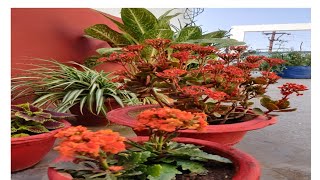 kalanchoe plants repotting [upl. by Ratib267]