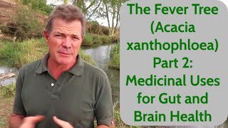 The Fever Tree Acacia xanthophloea Part 2 Medicinal Uses for Gut and Brain Health [upl. by Oirevlis83]