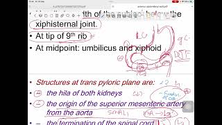 Anterior abdominal wall Anatomy  2nd stage  Arab [upl. by Marni]