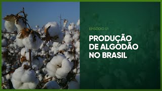 PRODUÇÃO DE ALGODÃO NO BRASIL  PARTE 1  PROGRAMA 30  AGRO EM FOCO TV DIGITAL [upl. by Siubhan]