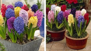 How to Plant Top Size Hyacinths Spring Garden Guide [upl. by Khai]