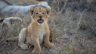 Lion cub plays with lioness tail [upl. by Alym]