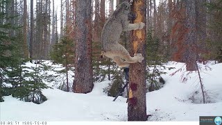 Pennsylvania man captures bigfoot crossing log bridge [upl. by Laitselec39]