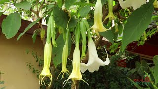 Propagation Tips  Angels Trumpet Brugmansia [upl. by Ainirtac]