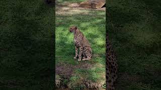 dubbo Zoo at dubbo australia [upl. by Plank143]