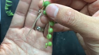 Propagating String of Pearls amp Bananas the EASY way in Water [upl. by Savanna]