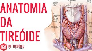 Anatomia da tireoide  Onde se localiza  Dr Jônatas Catunda [upl. by Notxarb800]