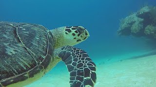 Beautiful endangered hawksbill sea turtle glides over the coral in Belize [upl. by Mohammed186]