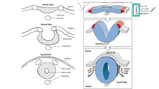 CNS Embryology [upl. by Zarah]