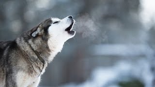 Husky Howling  Compilation Video [upl. by Naegem]